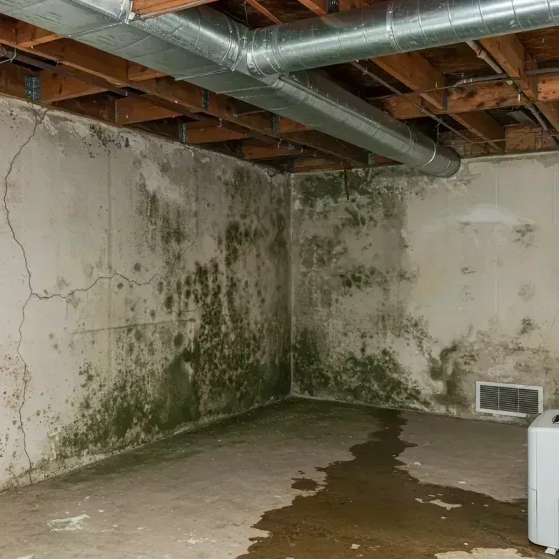 Professional Mold Removal in Highland Lakes, AL